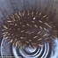 Image result for Echidna Tail