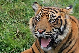 Image result for Ohio zoo tiger COVID