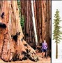 Image result for Biggest Tree in the World Next to Human