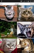 Image result for Angry App.Cat