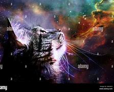 Image result for Cat Looking at Stars