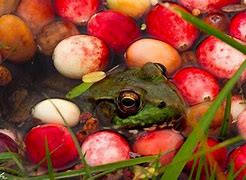Image result for Frog and Cranberries