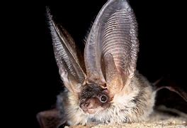 Image result for Ghost Bat Beautiful