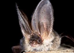 Image result for 25 of the Cutest Bats