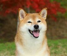 Image result for Old Shiba Inu