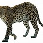 Image result for Pink Cheetah Print Clip Art