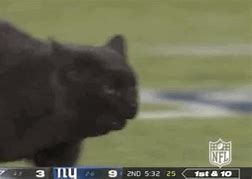 Image result for Memes 2019 NFL Cat