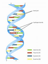 Image result for Nucleic Acids DNA and RNA