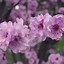 Image result for Prunus blireana