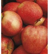 Image result for Semi-Dwarf Honeycrisp Apple Tree Size