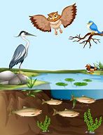 Image result for Birds and Fish Cartoon