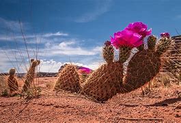 Image result for Wild West Desert Cactus