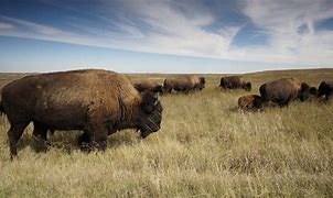 Image result for Prairie Animals List