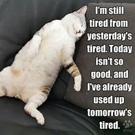 Image result for Cat Tired in a Tire Meme