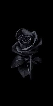 Image result for Black Rose Phone Wallpaper