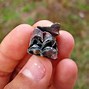 Image result for Fossilized Deer Tooth