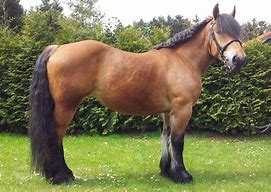 Image result for German Draft Horse