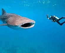 Image result for Biggest Fish in the World Not Shark