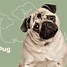 Image result for Pug Standing Up