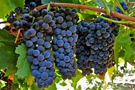 Image result for Sunce Petite Sirah Gold Hawk