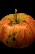 Image result for Apple That Got Too Cold through Trasit