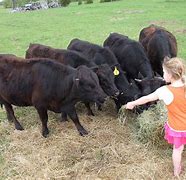 Image result for Dexter Cattle