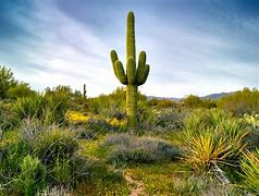 Image result for Arizona Cactus