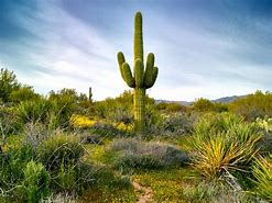 Image result for Desert Forest Cactus