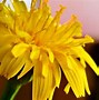 Image result for Yellow Walpaper for Children Seamless