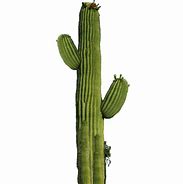 Image result for Cactus Phone Cases 5