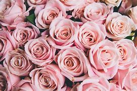 Image result for Cute Photos for Background