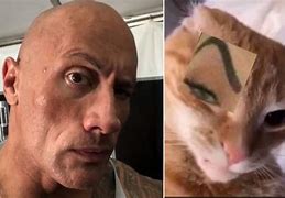 Image result for Cat Dwayne Eyebrow Meme