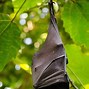 Image result for Cartoon Bat Sleep