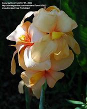 Image result for Canna Apricot Dream