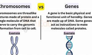 Image result for Difference Between Gene Chromosome DNA