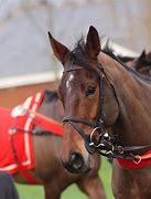 Image result for Flat Horse Racing