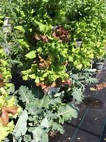 Image result for Vertical Lettuce Garden