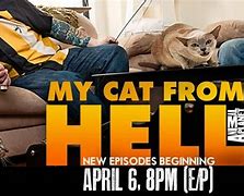 Image result for My Cat From Hell Guy