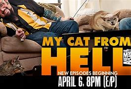 Image result for My Cat From Hell Guy
