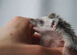 Image result for Do Hedgehogs Shed Quills