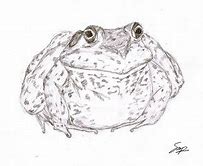 Image result for Bull Frog Drawing