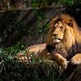 Image result for Razor-Sharp Claws Animals