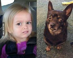 Image result for Funny Dawg Pics