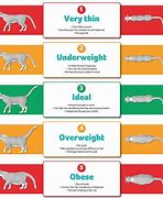 Image result for Cat Weight Loss Chart