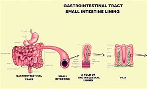 Image result for Lining of Small Intestine