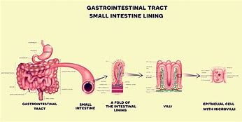 Image result for Lining of Small Intestine