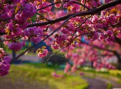 Image result for Spring Lock Screen
