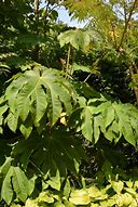 Image result for Tetrapanax papyrifera Rex