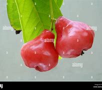Image result for Syzygium Samarangense Fruit