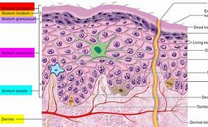 Epidermis 的图像结果